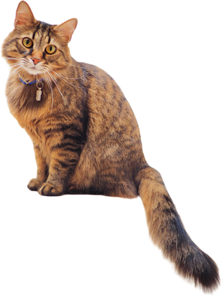 Cute Cat on transparent background