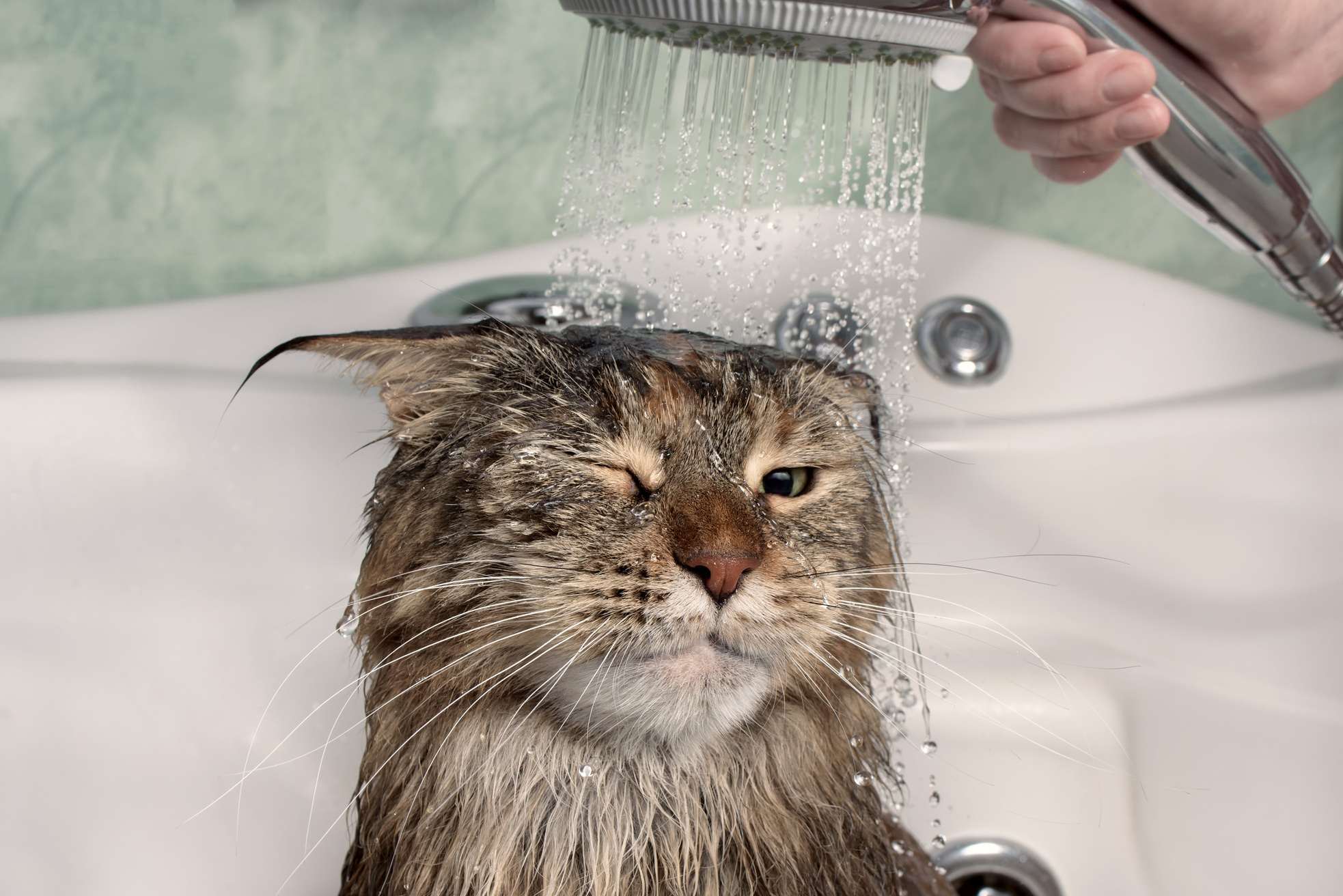 Wet Cat in the Bath